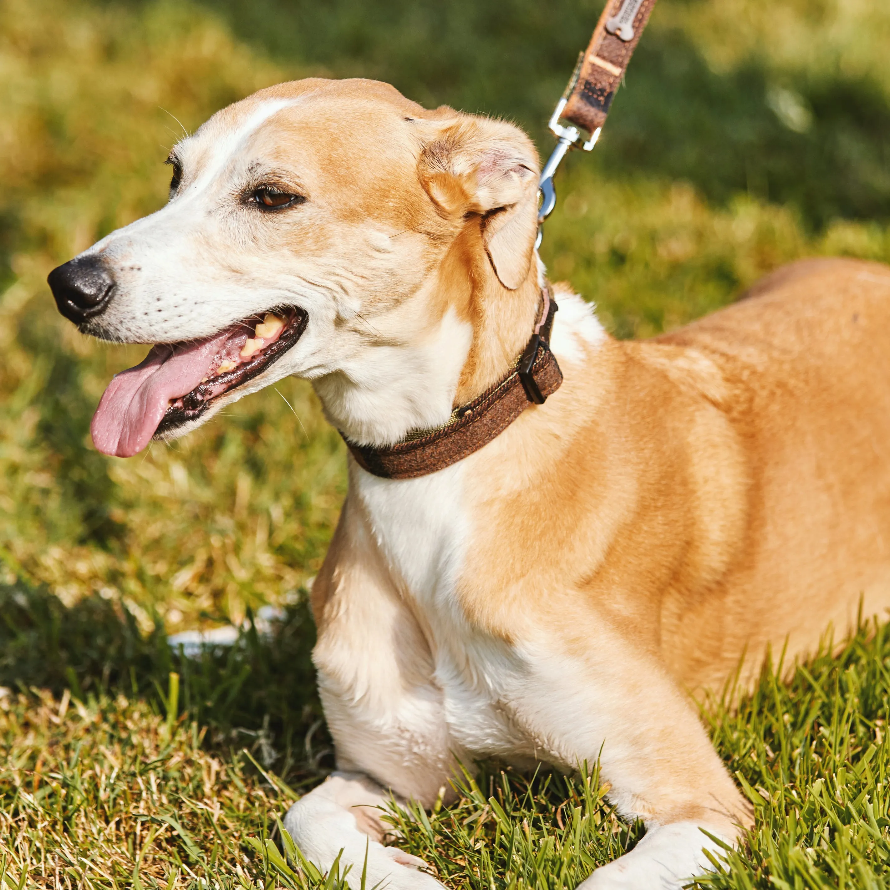 Heritage Hounds Tartan Dog Lead and Collar Set