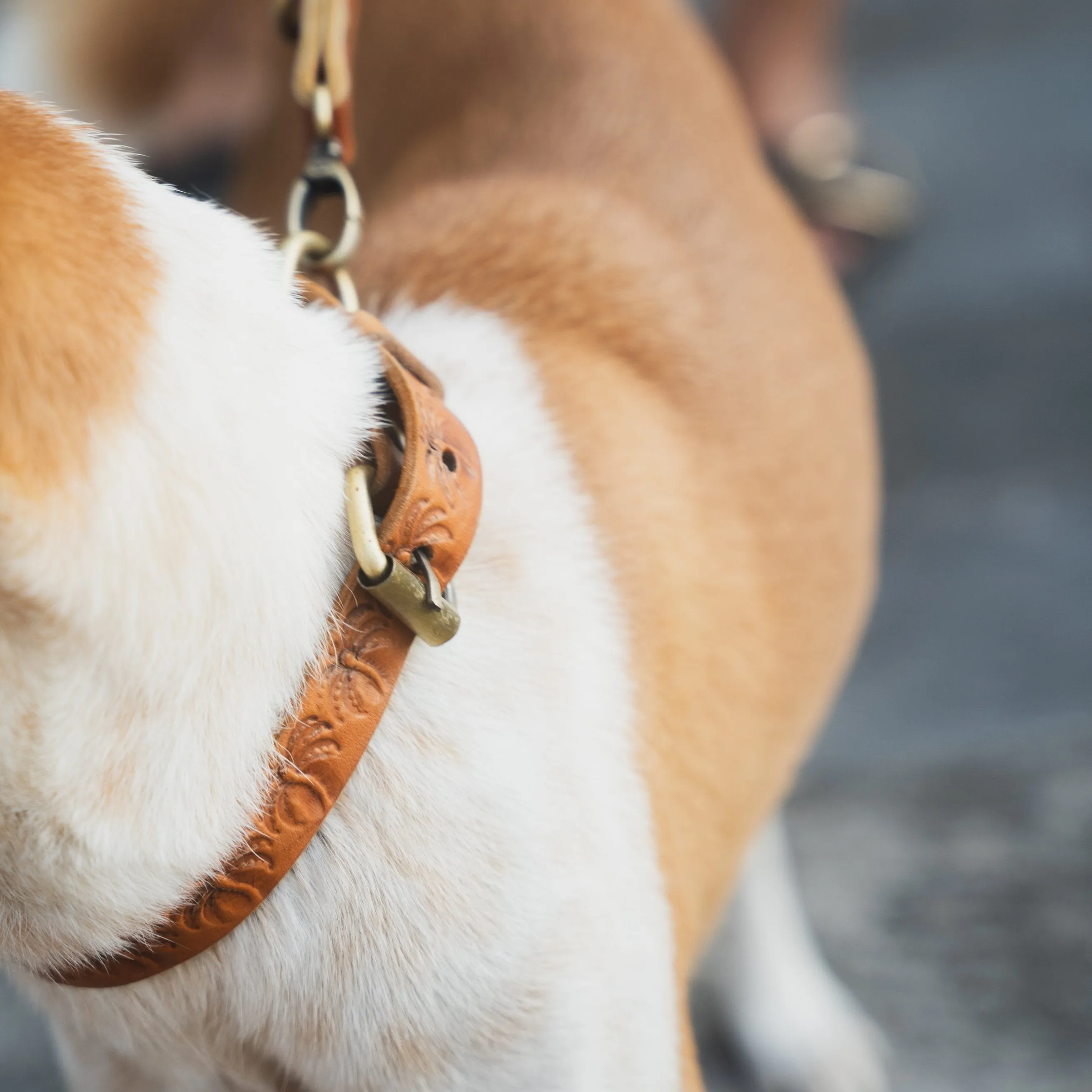 Island Pet Collar - Vintage Tan