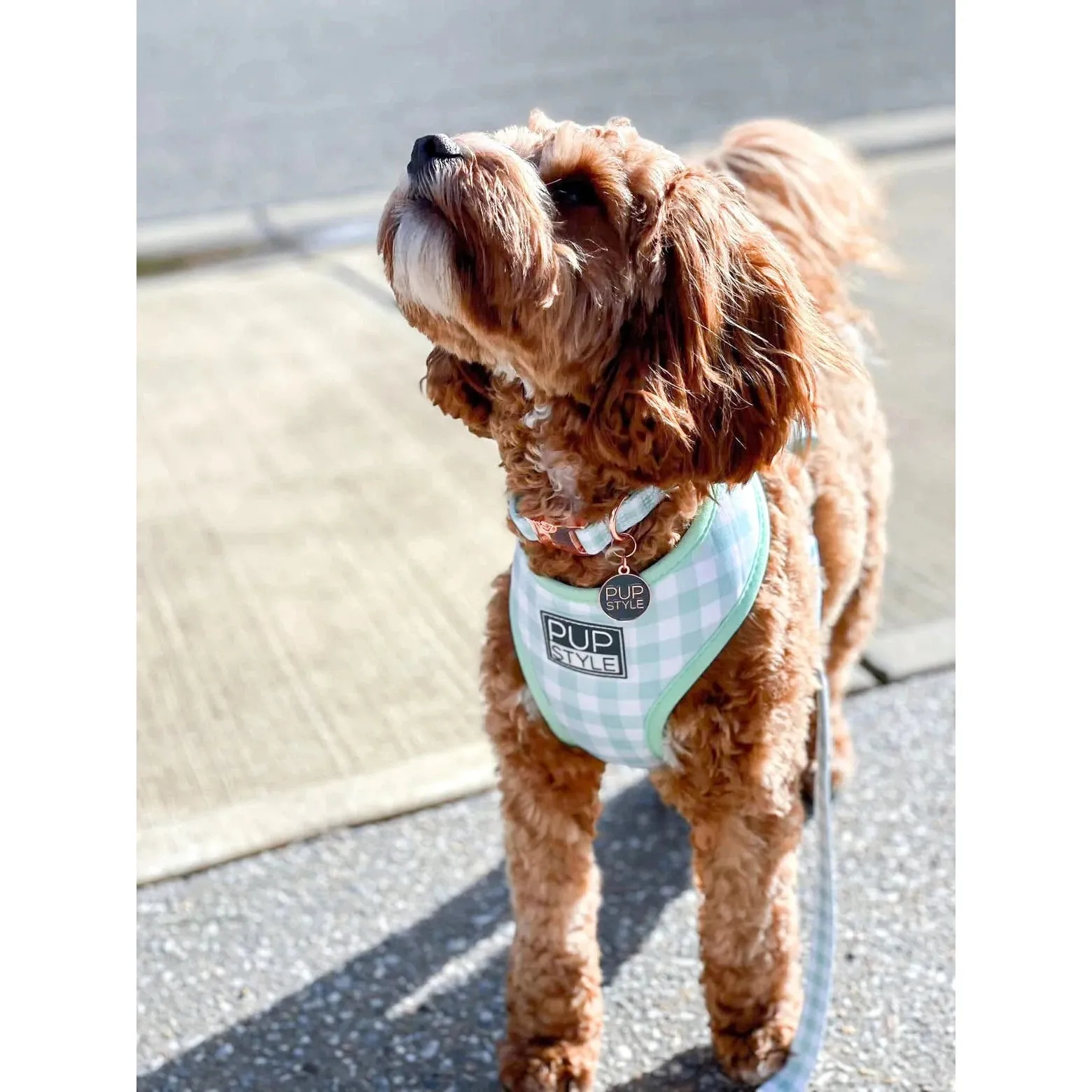 Pupstyle Suburban Collection Sweet Apple Dog Collar Small